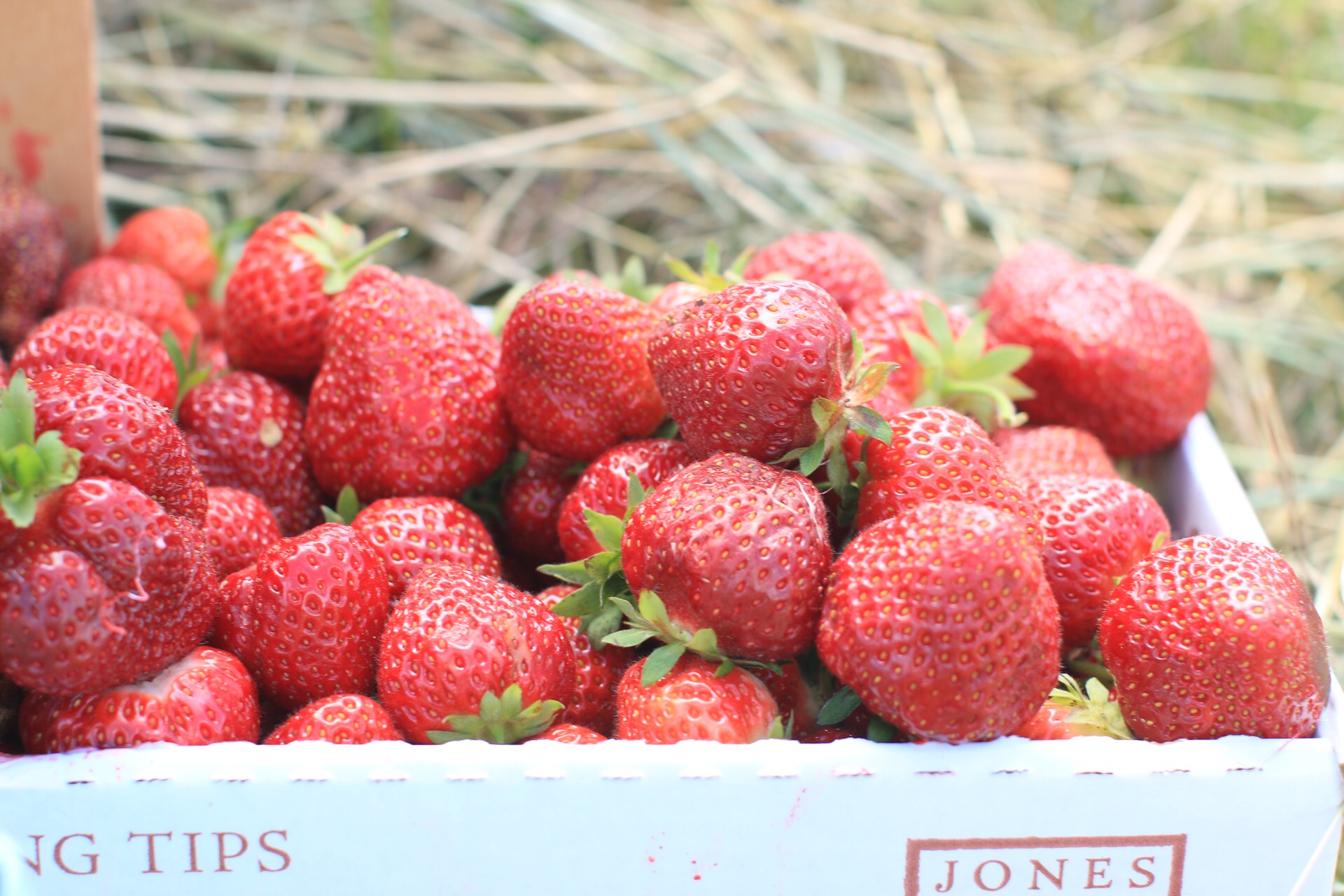 Strawberry Picking in Connecticut at Jones Farm by Jenna Crandall of Lunchpails and Lipstick wearing Modcloth summer dress